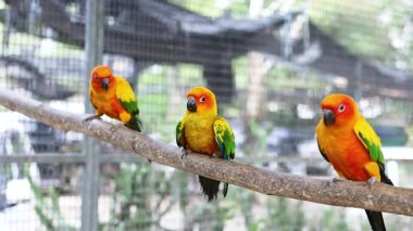 Bir dala tünemiş renkli kuşlar