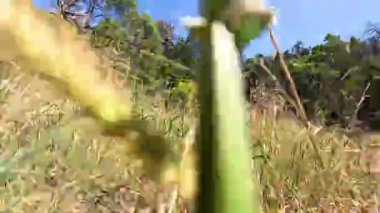 Doğadaki uzun otların arasında bir yürüyüş