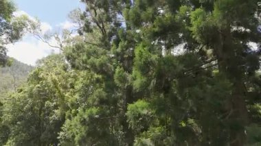 Dağlar ve gökyüzüyle yemyeşil orman manzarası