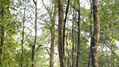 Serin yağmur ormanlarında yemyeşil ağaçlar