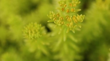 Altın Sahil Botanik Bahçelerinde çiçek açan taş devri çiçekleri