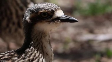 Doğal yaşam alanında yakından gözlemlenen bir kuş.