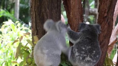 İki koala ağaca tırmanıp oyun oynuyor.