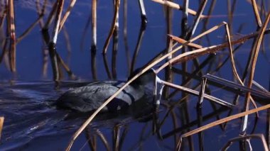 Sazlıkların arasında sakin sularda yüzen kuş.