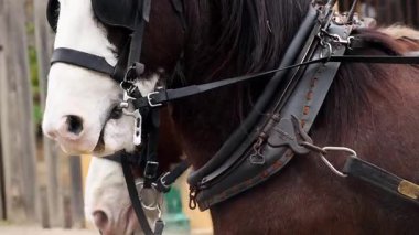 Atlara koşum takımı takın.