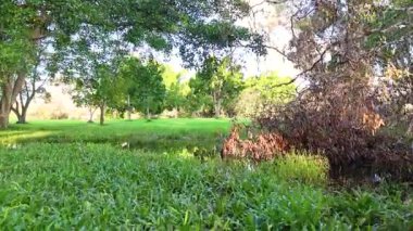 Bereketli bir yeşillik, yansıtıcı bir gölet ve yumuşak gün ışığı altında canlı ağaçlarla dolu sakin bir park sahnesi.