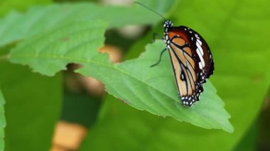 Parktaki bir yaprağın üzerinde dinlenen kelebek.