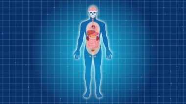 Anatomik animasyon insan kalbine yakınlaşır, net ve eğitici görsellerle konumunu ve yapısını gösterir.