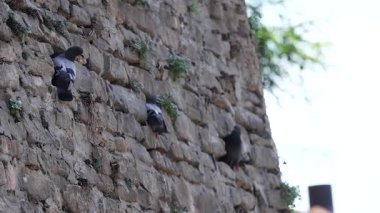 Güvercinler taş duvarda etkileşim halindeler.