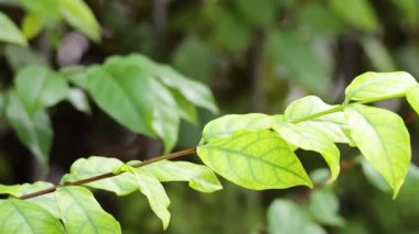 Rüzgarda sallanan yaprakların yakın çekimi