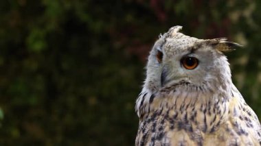 Bir baykuşun çeşitli kafa ve yüz ifadeleri