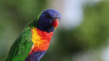 Canlı papağan tünekte hareket eder ve ses çıkarır