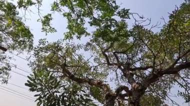 Zaman içinde ağaç yapraklarının gelişimi