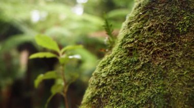 Yeşillik yağmur ormanlarında yosun kaplı ağaçlara yakın çekim