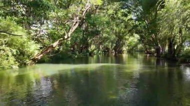 Avustralya 'nın Bellingen kentindeki yoğun, güneşli bir ormanın içinden geçen sakin bir nehir pürüzsüz kamera hareketleri ve doğal ışıklandırmayla yakalanır.