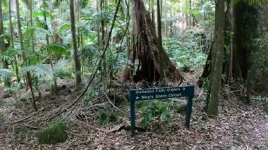 Bereketli orman manzarasında huzurlu bir yürüyüş.