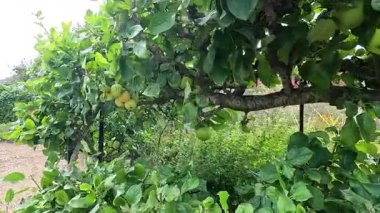 Parkta olgunlaşan meyveli elma ağacı