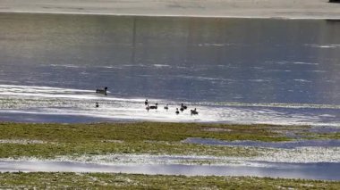 Ördekler Yeni Zelanda, Wanaka 'da sakin bir göl boyunca yumuşak doğal ışık altında, huzurlu ve uyumlu bir sahne yaratarak zarifçe ilerlerler.