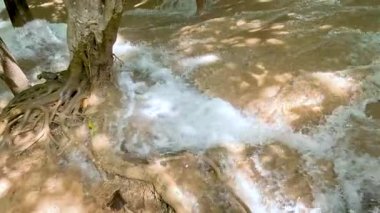 Kayaların ve ağaç köklerinin üzerinde çağlayan sular