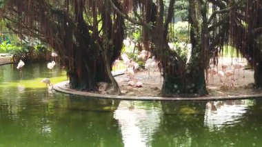 Flamingolar göldeki bir ağacın etrafında toplanır.