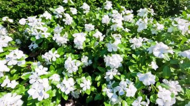 Bereketli bir bahçede canlı menekşe çiçekleri