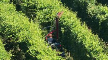 Yeşillik üzüm bağlarında üzüm toplayan makine