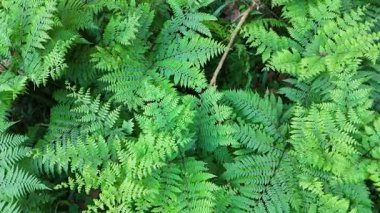 Canlı yeşil eğreltiotlarının havadan görünüşü doğal ışıkta yoğun ve dokulu bir desen oluşturuyor.