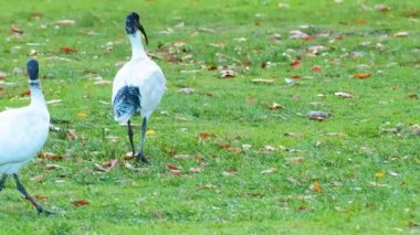 Siyah başlı gelincikler çimen tarlasında yürüyor
