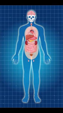 İnsan vücudundaki böbrek anatomisini yakınlaştırma ve etiketleme kullanarak vurgulayan animasyon