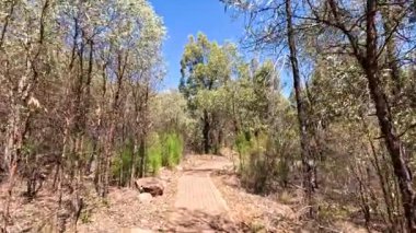 Huzurlu bir yürüyüş orman yolunda