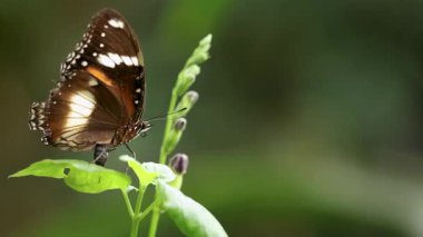 Yaygın bir Hint Karga Kelebeği, yumuşak doğal ışıklandırması olan yeşil ve dingin bir ortamda bir yaprağın üzerinde dinlenir.