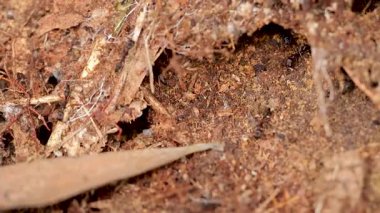 Orman yuvasında etkileşime geçen karınca ve termitlerin yakın çekimi. Doğal ışıklandırma, toprağın dokusunu ve böcek aktivitesini vurgular
