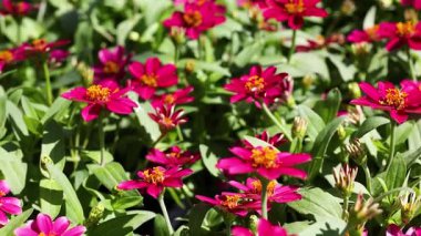 Canlı zinyalar yemyeşil bir bahçede çiçek açıyor.