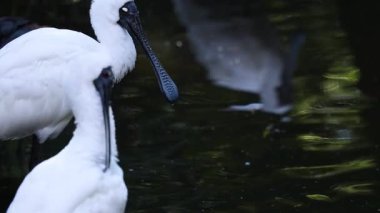 Melbourne Hayvanat Bahçesi 'nde su kenarında tımarlanan iki kaşık faturası.