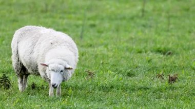 Bir Romney koyunu, Queenstown, Yeni Zelanda 'da yumuşak doğal aydınlatma altında canlı yeşil bir tarlada huzur içinde otlar.