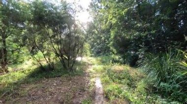 Huzurlu bir yürüyüş orman yolunda