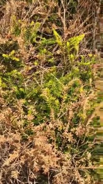 Erica Scoparia bitkilerinin güneşli, çimenli bir ortamda canlı yeşil ve kahverengi yeşillikler sergilediği detaylı bir görünüm.