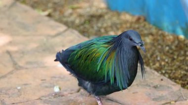 Chonburi, Tayland hayvanat bahçesinde yürüyen bir güvercin.