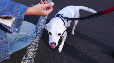 Jack Russell Terrier ile etkileşim halinde olan kişi.