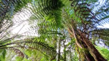 Yükselen eğrelti otları ve ağaçlarıyla yemyeşil yağmur ormanları