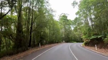 Yoğun ormanlarla çevrili dolambaçlı bir yol boyunca sakin bir atmosferle gün ışığında yakalanan sakin bir sürüş.