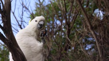 Kakadu ağaç dalına tünemiş, yemek yiyor.