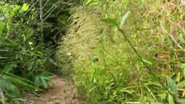 Yeşillik, yemyeşil bir orman yolunu keşfediyorum.