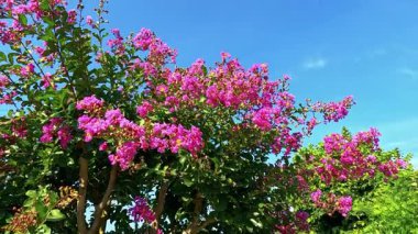 Açık mavi gökyüzünün altında açan pembe çiçekler.