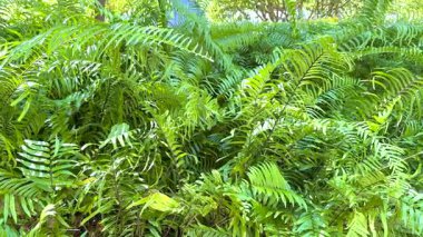 Doğal ışıkta canlı yeşil eğreltiotları ince kamera hareketleriyle sakin ve tropikal bir atmosfer yaratır.