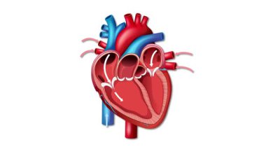 Bir insan kalbinin ayrıntılı animasyonu beyaz bir arka planda dinamik hareketler ve canlı renkler ile kalp atışlarının döngüsünü gösteriyor.