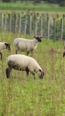 Yeni Zelanda 'daki Tekapo Gölü yakınlarındaki yemyeşil bir arazide, yumuşak doğal ışıklandırma altında, koyunlar huzur içinde otlar.