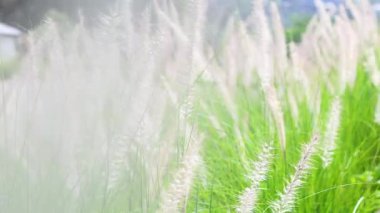 Uzun otlar rüzgarda hafifçe sallanıyor