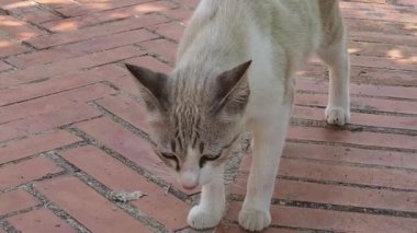 Kedi yürüyüşü, koklama ve uzanma.
