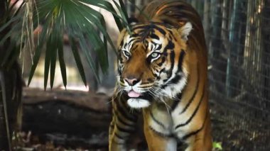 Bir kaplan etrafını sarmış yürüyor